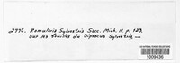 Ramularia sylvestris image